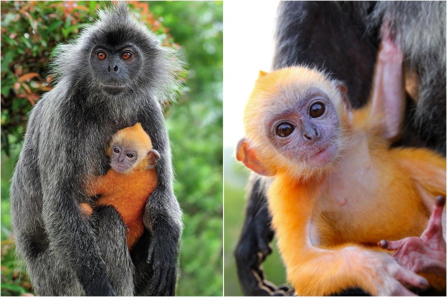 14 Cute Newborn Animals To Brighten Your Day