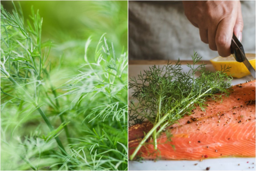 6 Best Summer Herbs and Yummy Ways to Use Them
