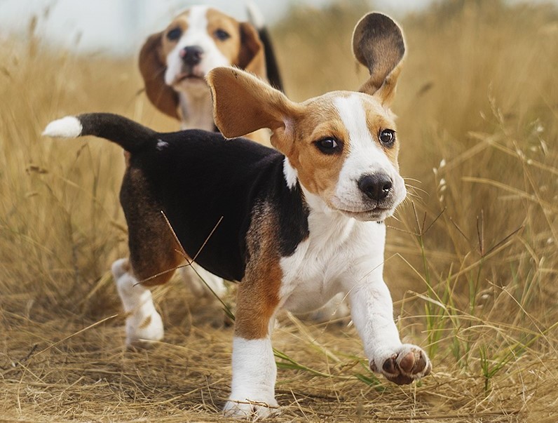 9 of The Best Family Friendly Dog Breeds