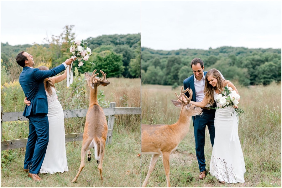 A Wedding Photoshoot To Remember Gets Interrupted By A Deer
