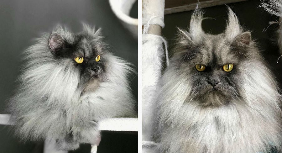 Juno The Angry Cat You Will Love At First Sight