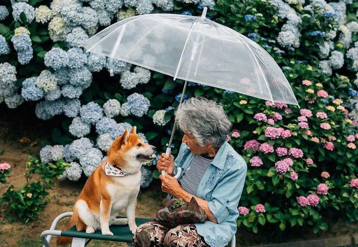 Shiba Inu — Grandma’s Best Friend