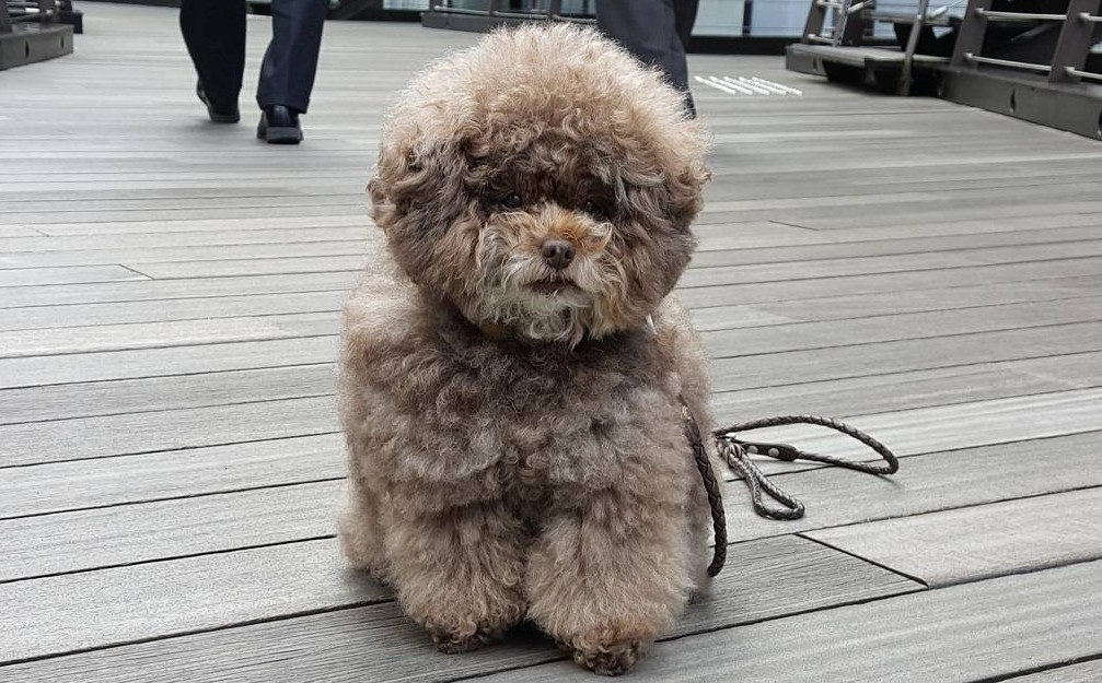 Japanese Toy Poodle Kokoro Is the Cutest Things You’ll See Today